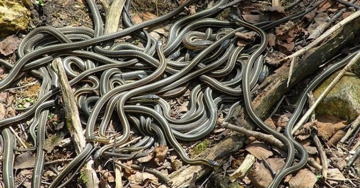 yuksekova da suru halinde gorulen