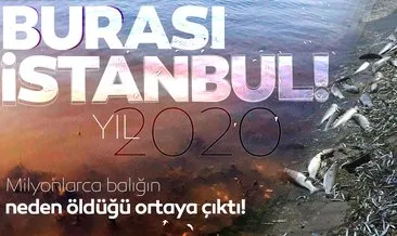 İstanbul’da skandal görüntüler; Denize atık su bırakıldı! Küçükçekmece’de milyonlarca balık öldü!