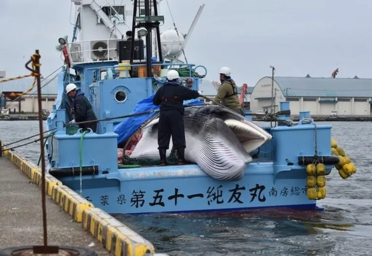 Japonya balina avına başladı!