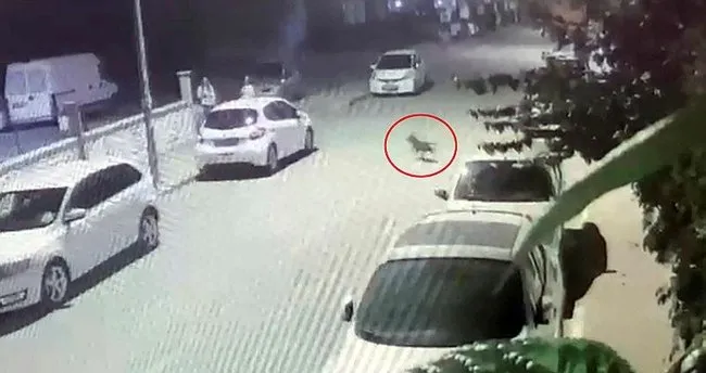 Antalya'da pitbıll dehşeti! Düşüp el bileğini kırdı Antalya'da pitbıll dehşeti! Düşüp el bileğini kırdı