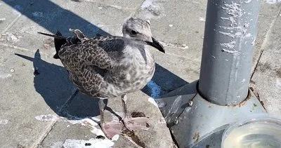 Martılar Üsküdar Meydanı'nı mesken tuttu, temizlenmeyen kuş pislikleri tepkiye neden oldu #istanbul