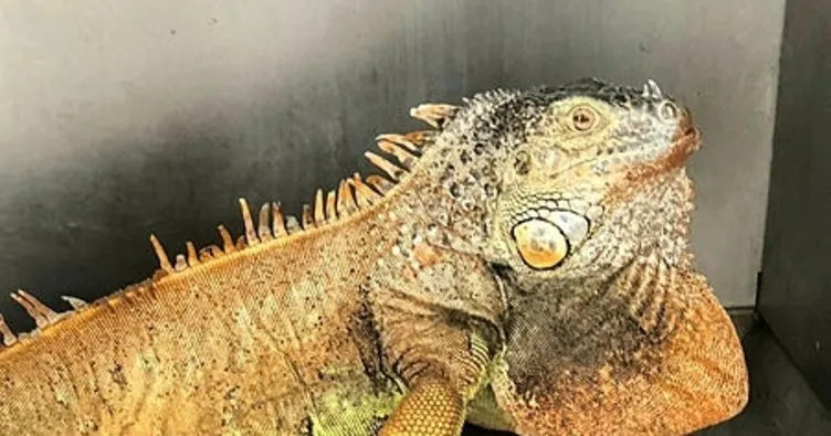 Bodrum’da başıboş gezerken bulunan iguananın nereden geldiği sırrını koruyor