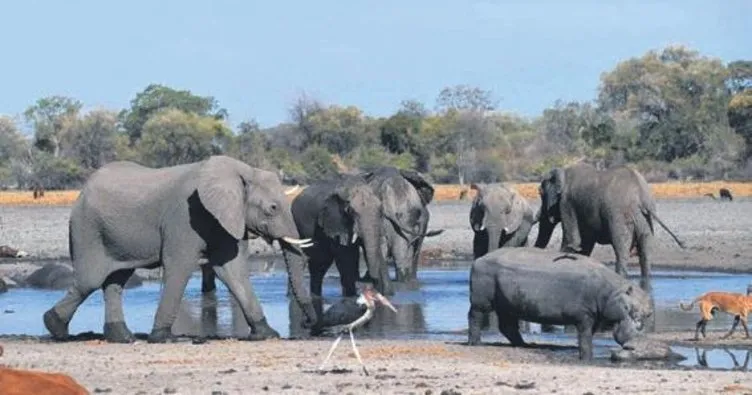 Botsvana’da 3 ayda 154 fil öldü