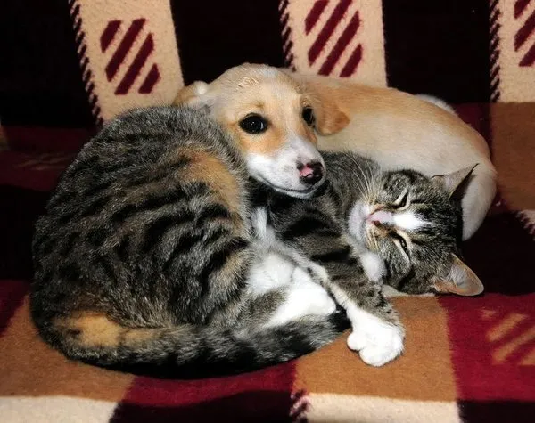 Kedi ile köpeğin dostluğu