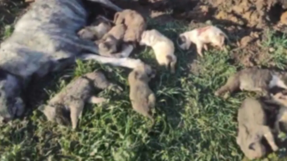 Osmaniye’de, hayvan barınağında 21 köpek ölü bulundu! Korkunç olay Osmaniye’de, hayvan barınağında 21 köpek ölü bulundu! Korkunç olay