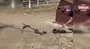 Kahramanmaraş’ta 2 metrelik yılan yakalandı | Video