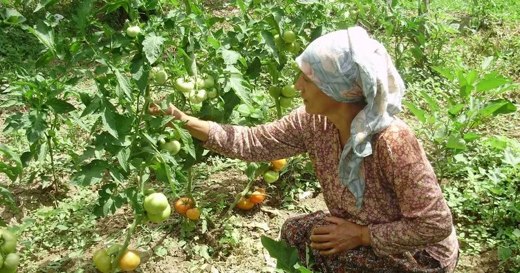 Amasya’da kadın çiftçiye ilk destek kredisi mikrokrediden