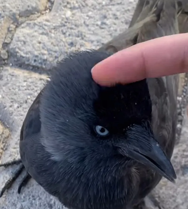Videoları binlerce kez izlendi: Üniversiteli Azra ile karganın o anları sosyal medyada gündem oldu!