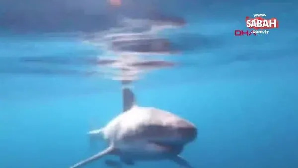 ABD’de dev köpekbalığı balık tutanlara böyle saldırdı | Video