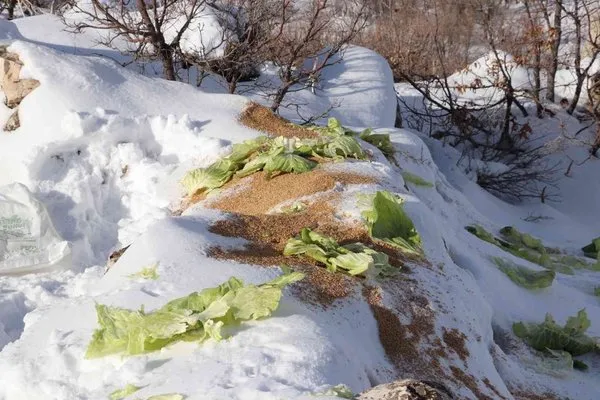 Siirt’te karda yiyecek bulamayan yaban hayvanları için doğaya 350 kilo yem bırakıldı