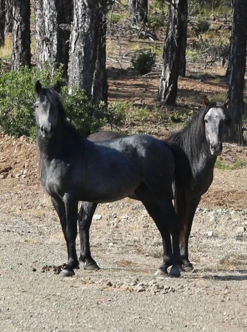 Osmanli Atlari Efsane Degilmis Galeri Yasam