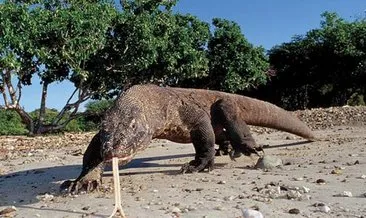 Komodo ejderi turiste saldırdı