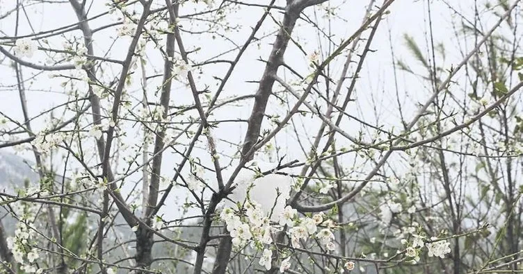 Adana’da çiçek açan ağaçlara kar yağdı