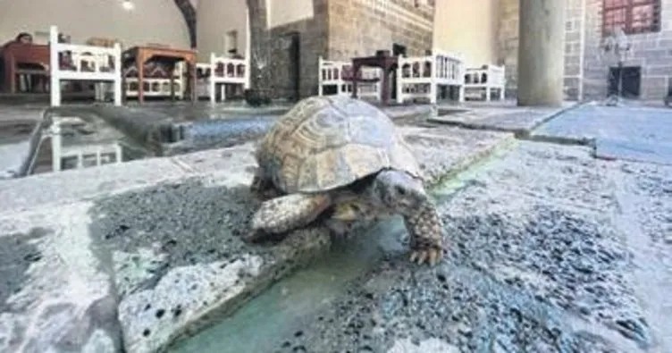 Tarihi İskender Paşa Konağı’nın asırlık kaplumbağası Muzaffer