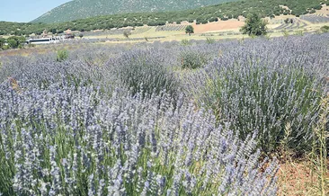 Kuyucak artık çok popüler