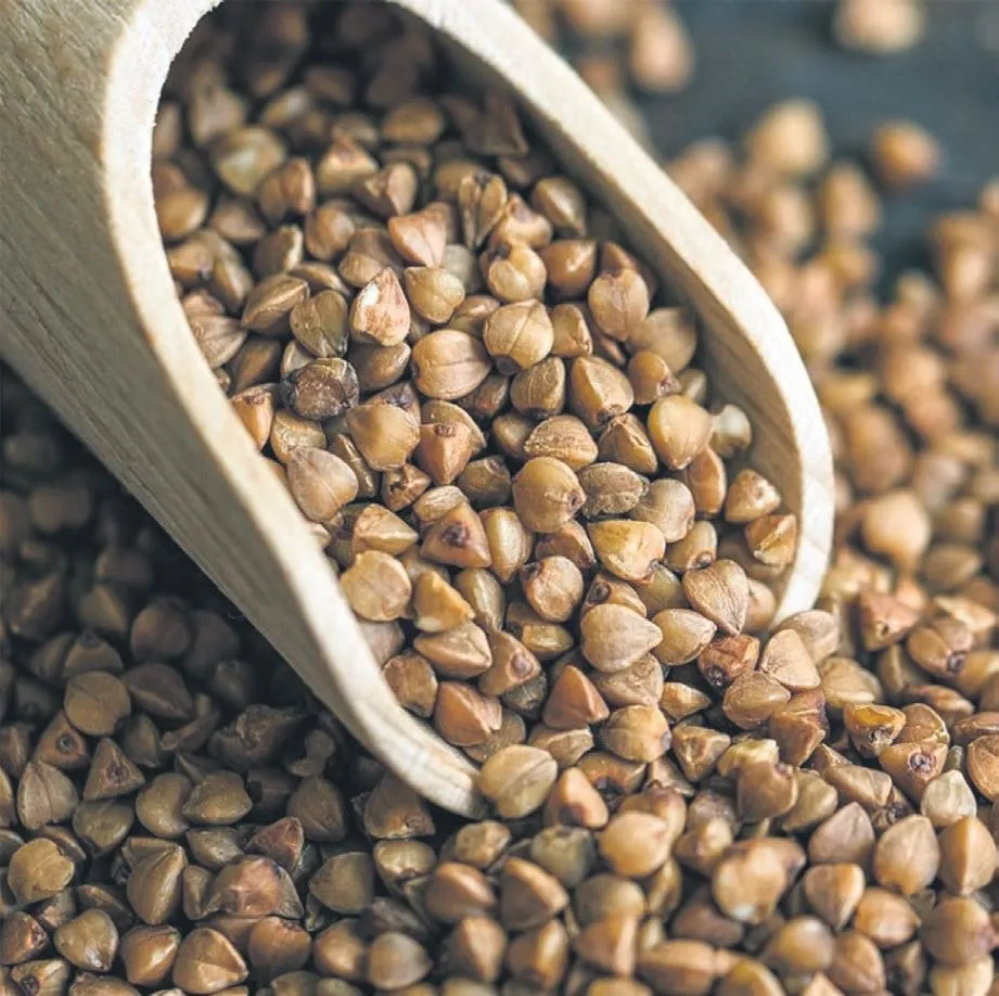 İDİL AÇIKALIN / Karabuğdayın muhteşem şifası