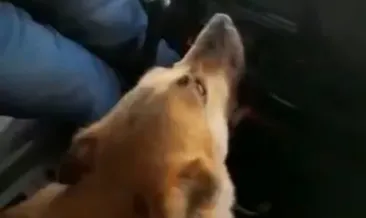 Ansızın gelen misafir yürekleri ısıttı