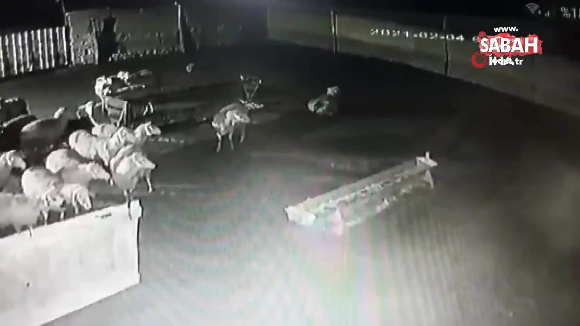 agila giren kurtlar koyunu bogarak boyle yedi video