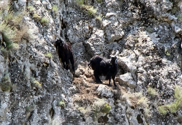 2 keçi uçurum kenarında 5 gündür kurtarılmayı bekliyor