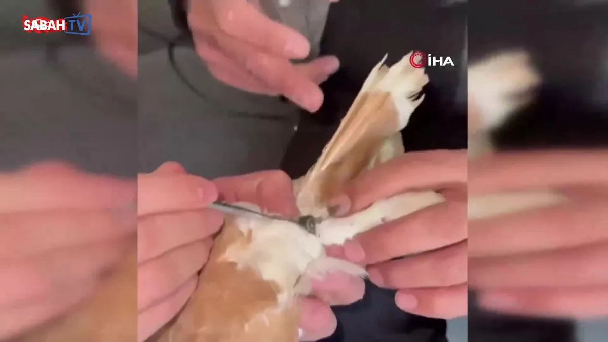 Güvercinin ayağına dolanan demir bilezik itfaiye ekibince çıkartıldı videosunu izle Güvercinin ayağına dolanan demir bilezik itfaiye ekibince çıkartıldı videosunu izle