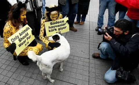 Yarı çıplak PETA’cılara yoğun ilgi