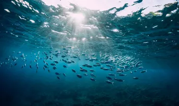 Deniz tabanının %99,999’u hala keşfedilmedi