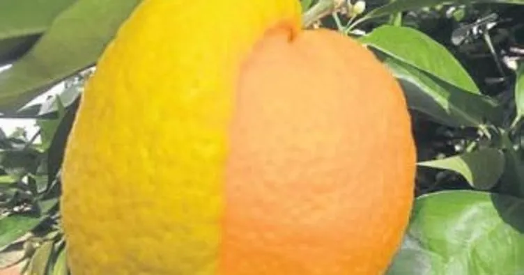 Yarısı limon, yarısı portakal