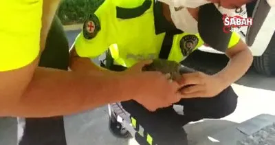 Trafik ekipleri bu kez kaplumbağanın imdadına koştu | Video