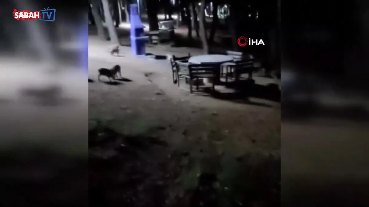 Piknikte karşılaştıkları domuz sürüsü paniğe neden oldu | Video