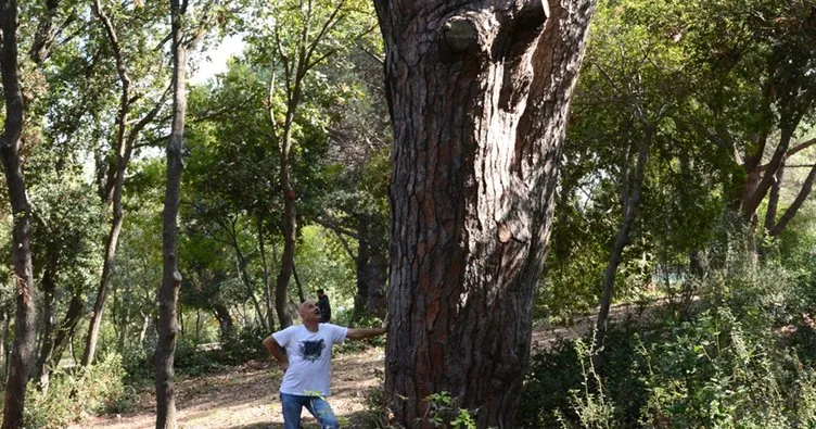 İstanbul’un en yaşlı ağaçları tehlike altında!