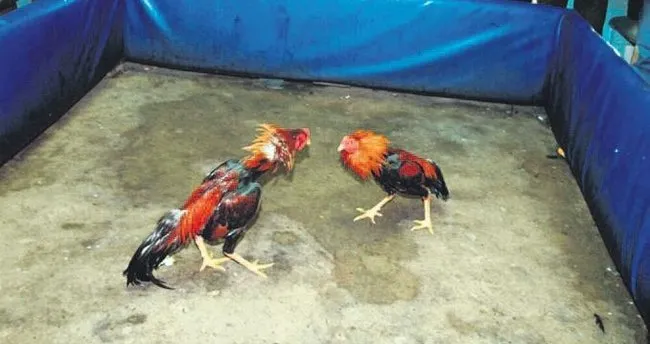 Kanatli Hayvanseverler Derneginde Horoz Dovusu En Son Haber