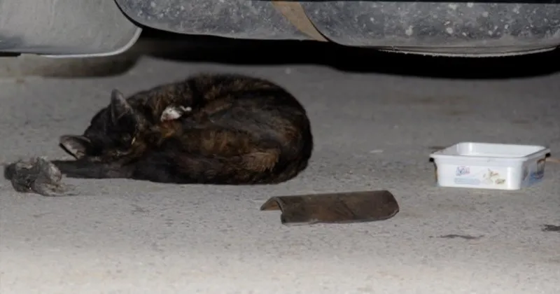 kayseri polisinden kedi aciklamasi