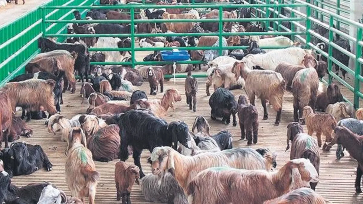 Hayvancılık destekleme başvuruları bugün başlıyor Hayvancılık destekleme başvuruları bugün başlıyor