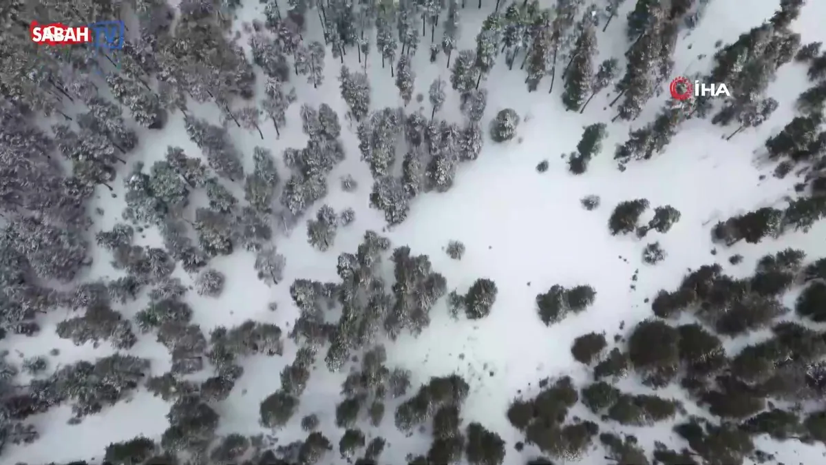 Kars’ta sarıçam ormanları beyaza büründü | Video videosunu izle Kars’ta sarıçam ormanları beyaza büründü | Video videosunu izle