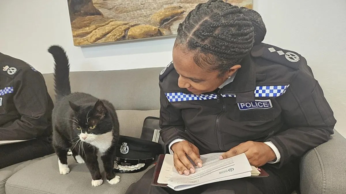 İngiltere’de kedi seçim heyecanına katıldı: 'Oy kullandığı' görüntüler paylaşıldı