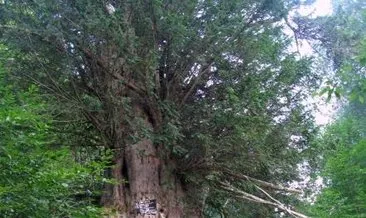 Dünyanın en yaşlı Porsuk ağacı nerede?