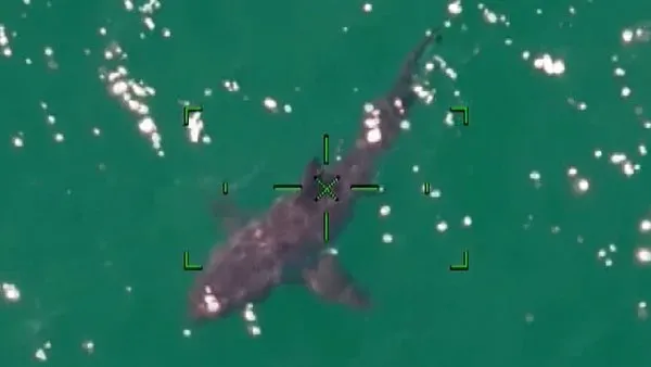ABD'de sahilde dev köpekbalığı paniği | Video