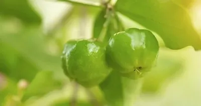 Yeşil altın deniyor: Limondan 60 kat daha fazla C vitamini içeriyor!