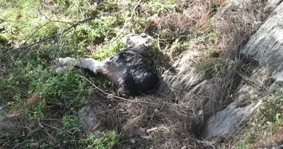 Bozyazı'da başıboş köpekler keçi oğlaklarını parçaladı #mersin