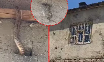 Hakkari’de yılan kabusu! Evin her köşesinden çıkıyorlar: ‘Adeta esir alınmış durumdayız’ #hakkari