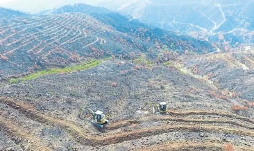 Hatay ormanları yeniden canlanacak