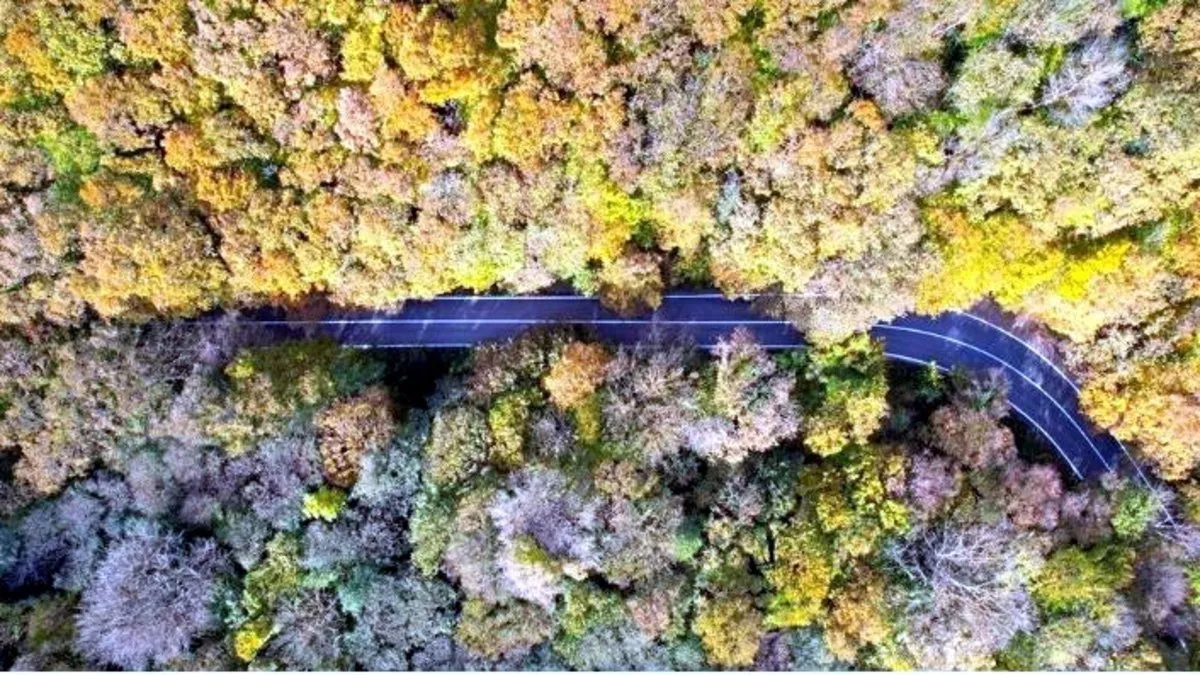 Belgrad Ormanı sonbahar renklerine büründü