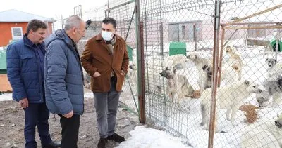Ardahan'da sokak hayvanları kısırlaştırılıyor #ardahan