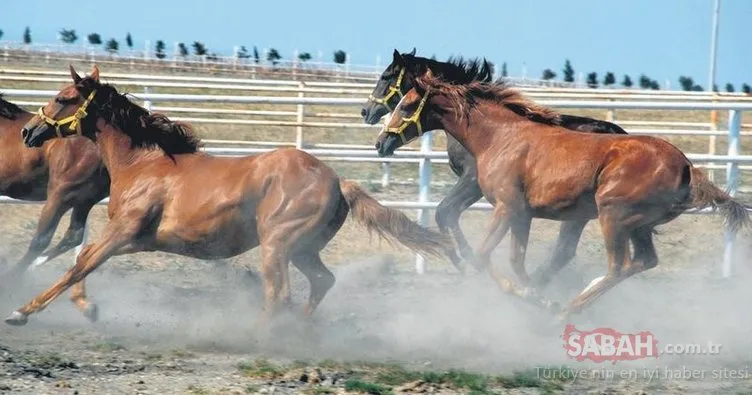 Milyonluk yarış atlarına tedbir
