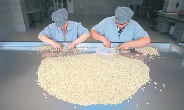 Çam fıstığı eski günlerini arıyor