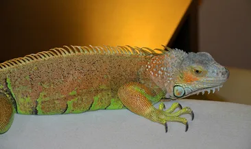 Çin’de yasa dışı vahşi hayvan ticareti