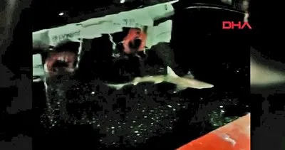 İstanbul Haliç’teki köpek balığı heyecanı kamerada! Koparıp böyle kaçtı...