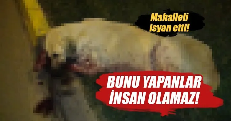 Köpekleri acımadan silahla vurdular