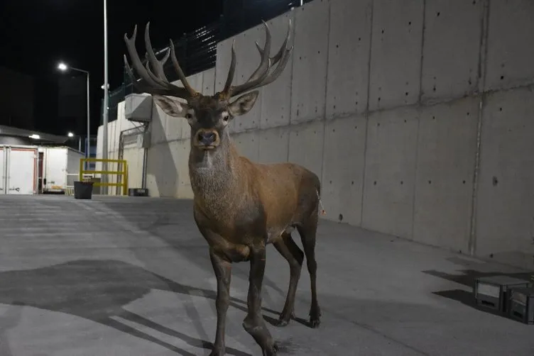 SON DAKİKA... İzmir’deki yaralı geyikten haber var! Sağlık durumu açıklandı: Yaklaşık 1.5 yıldır…