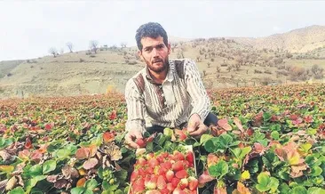 Sason çileğine devlet desteği